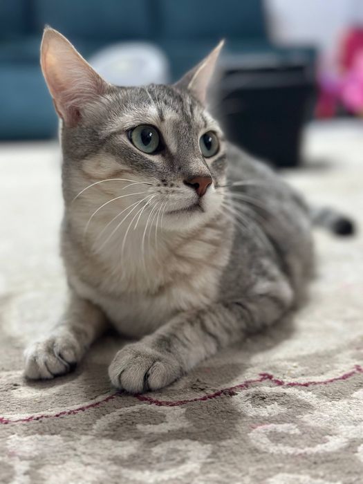 Мысық метис/ Кот метис