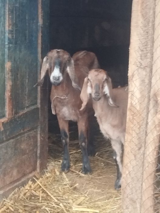 Capre și iede anglonubiene