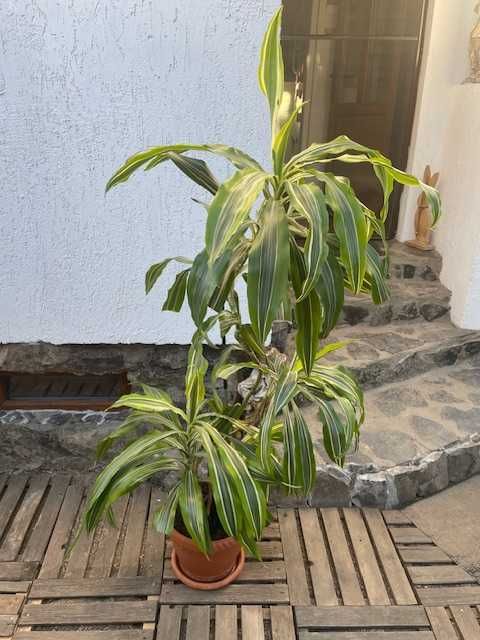 Plante naturale de interior (apartament/birou/hotel/scoala/gradinita)