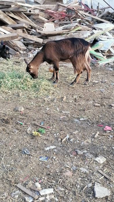 Vând 2 capre gestante