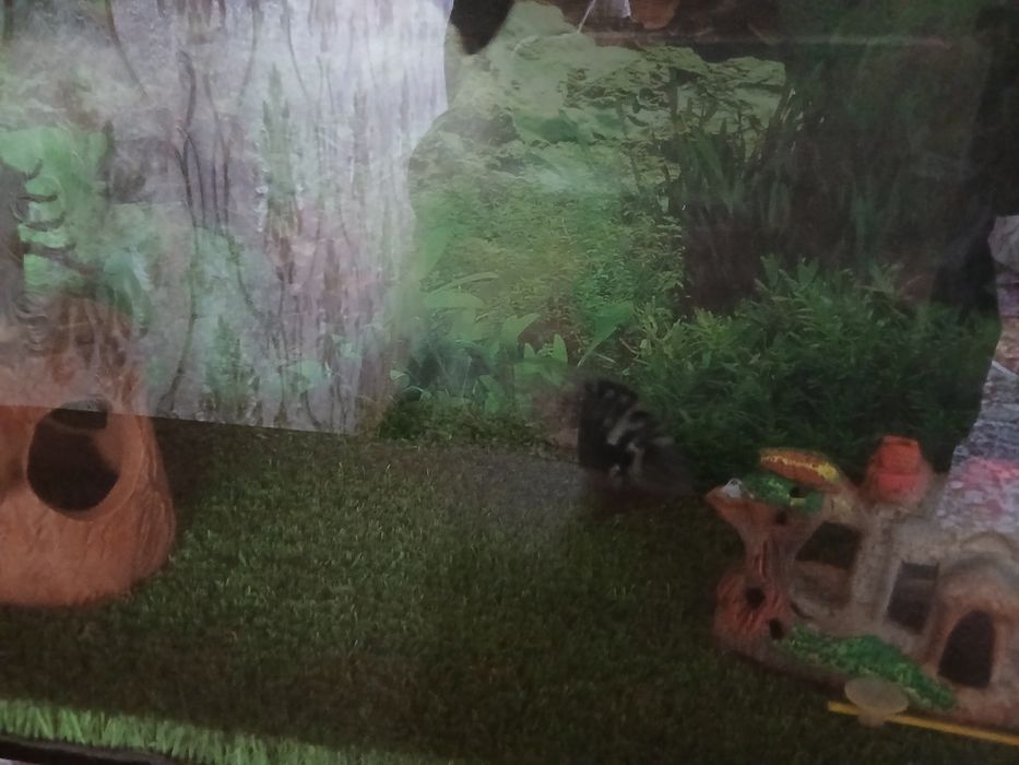 Аквариум баликлари билан