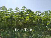 ,Павловния быстрорастущее дерево сорт Шанг Тонг