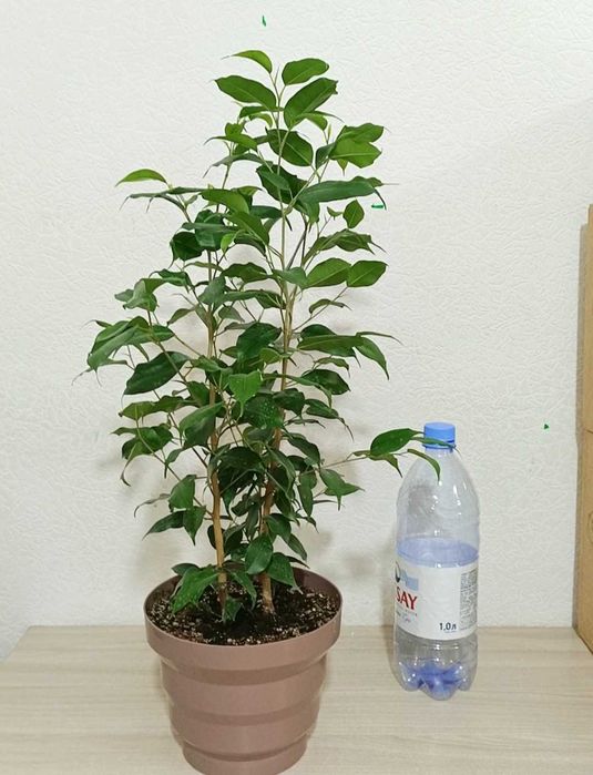 Фикус комнатные растения цветы денежное дерево