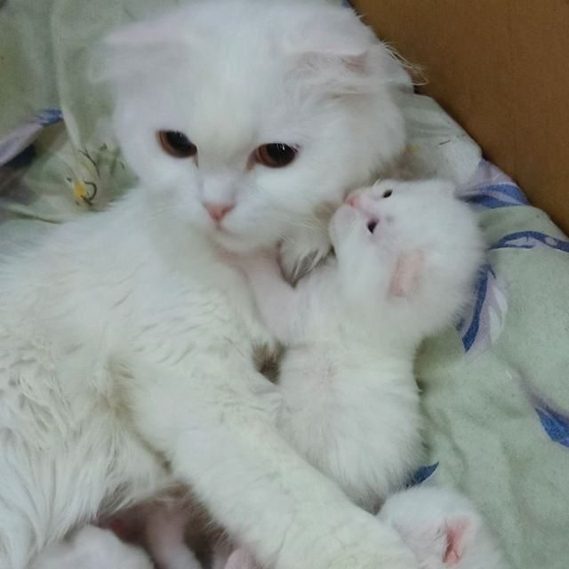 Мушук боласи сотилади
