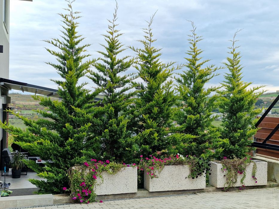 Leylandii / Prunus Laurocerasus / Photinia / Gard viu