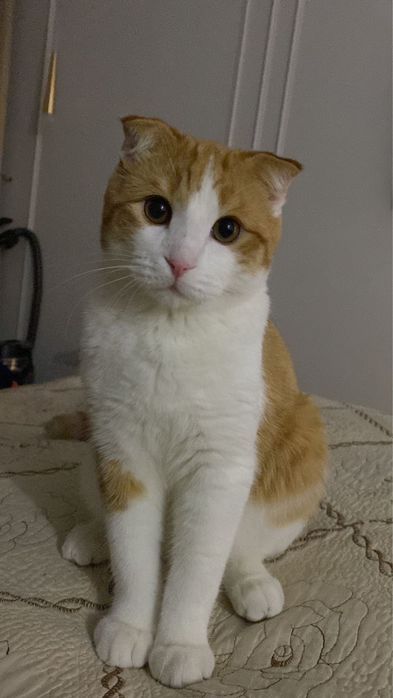 Отдаём Кота в добрые и ответственные руки