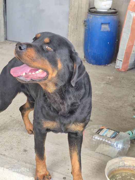 Новородени ротвайлери