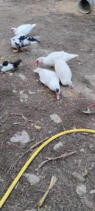 De vânzare Rațe mute