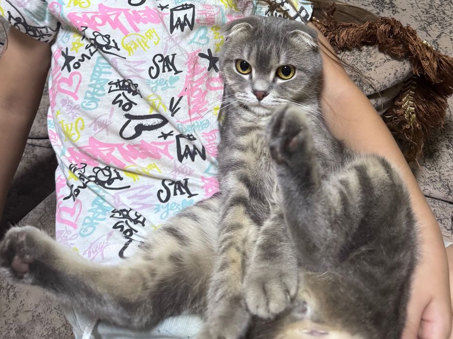 Кошка весло ухая Шотландская