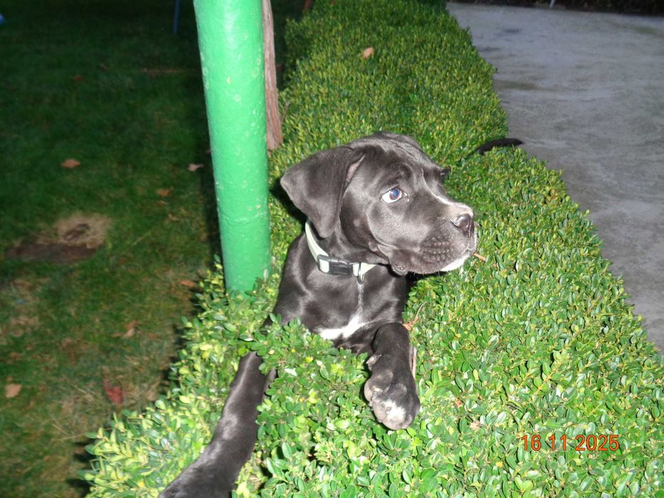 Кане Корсо красиво, здраво момиче на 4 месеца