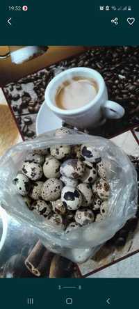 Vand oua de prepelita pentru consum și incubat.