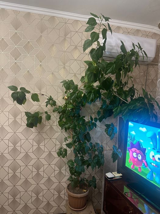 Дерево чайная роза-гибискус