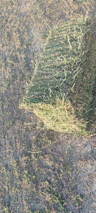 Беда ва бугдой  самони сотилади