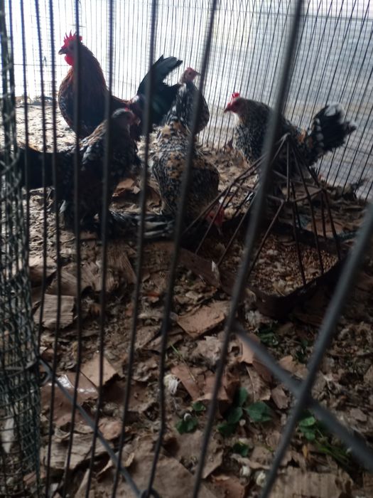 Gaini pitice mi de flori