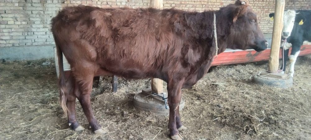 Boqiladigan ĝunojin sigir qisir sotiladi narxini kelishamiz