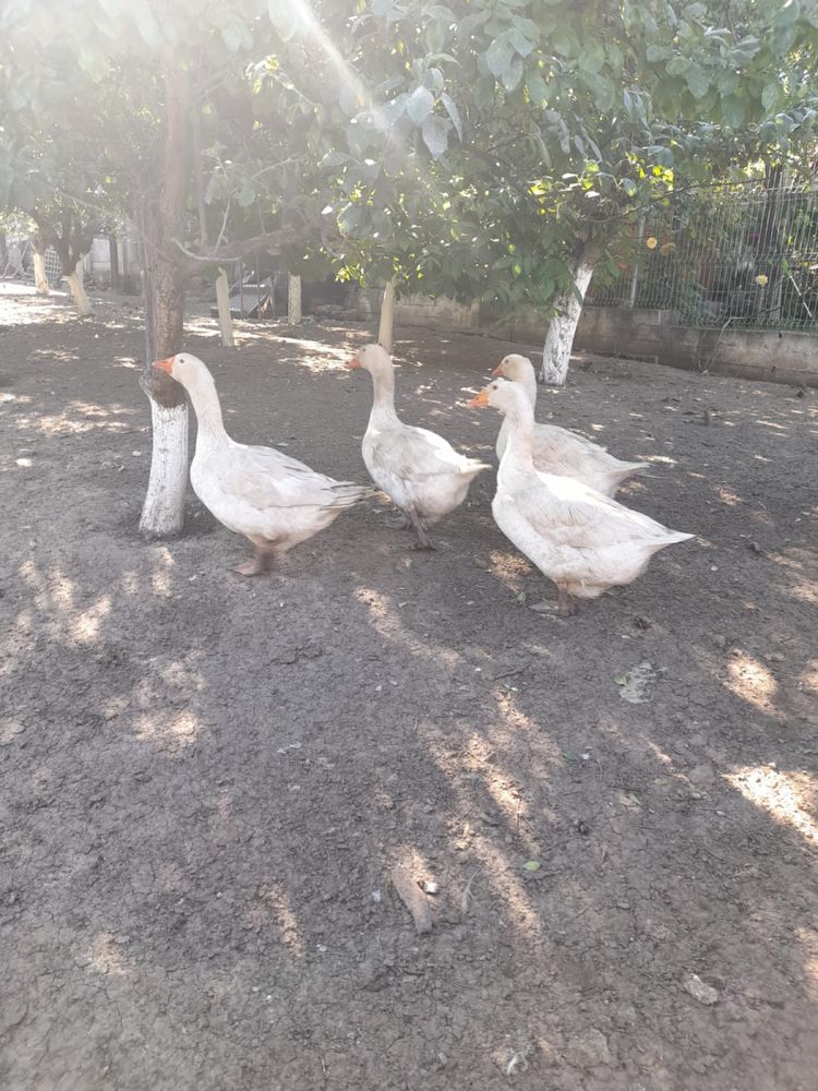 Oua de gâscă de carne