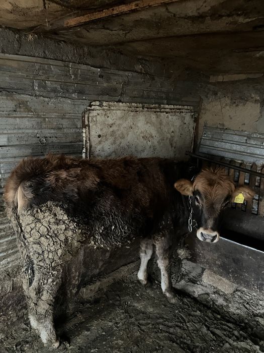 1 жарым жасар тайынша