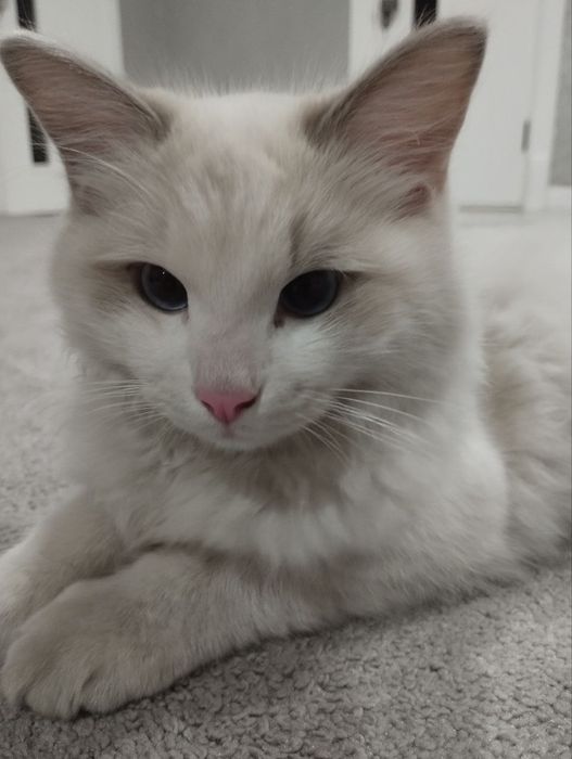 Toza o'g'il bola Regdoll mushugi