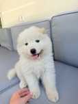 Samoyed de vânzare