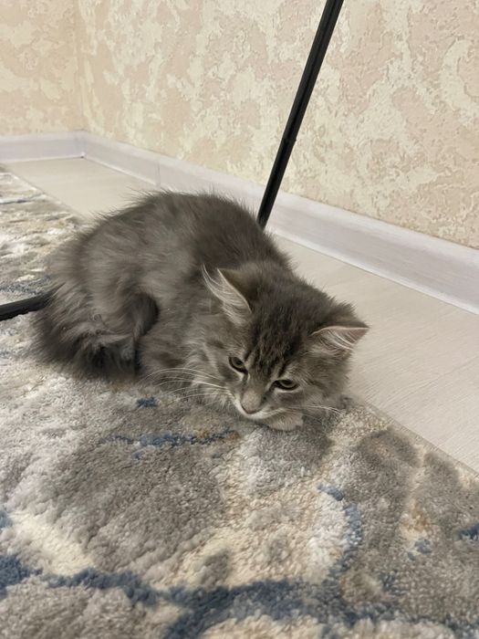 Отдадим котенка даром (Мушугни бепул берамиз )