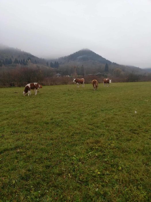 Vand vaci bălțate (bălțata romaneasca)