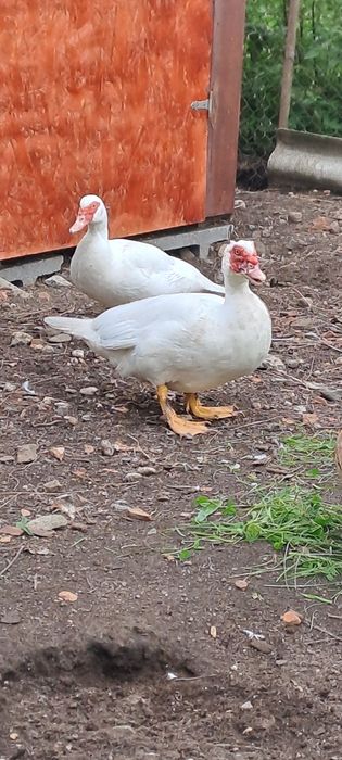 Rațe mute și boboci.