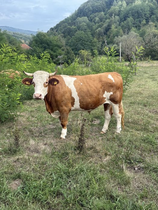 Vând junci de 3 ani