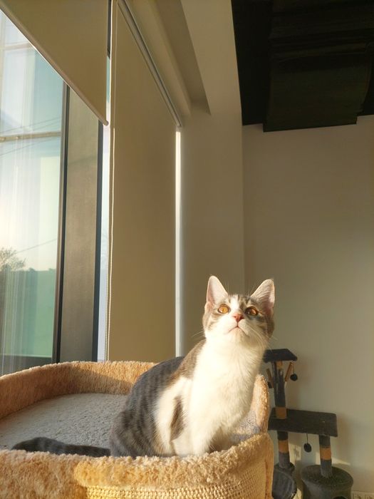 Котенок девочка Ташкент вакцинирована, имеет паспорт