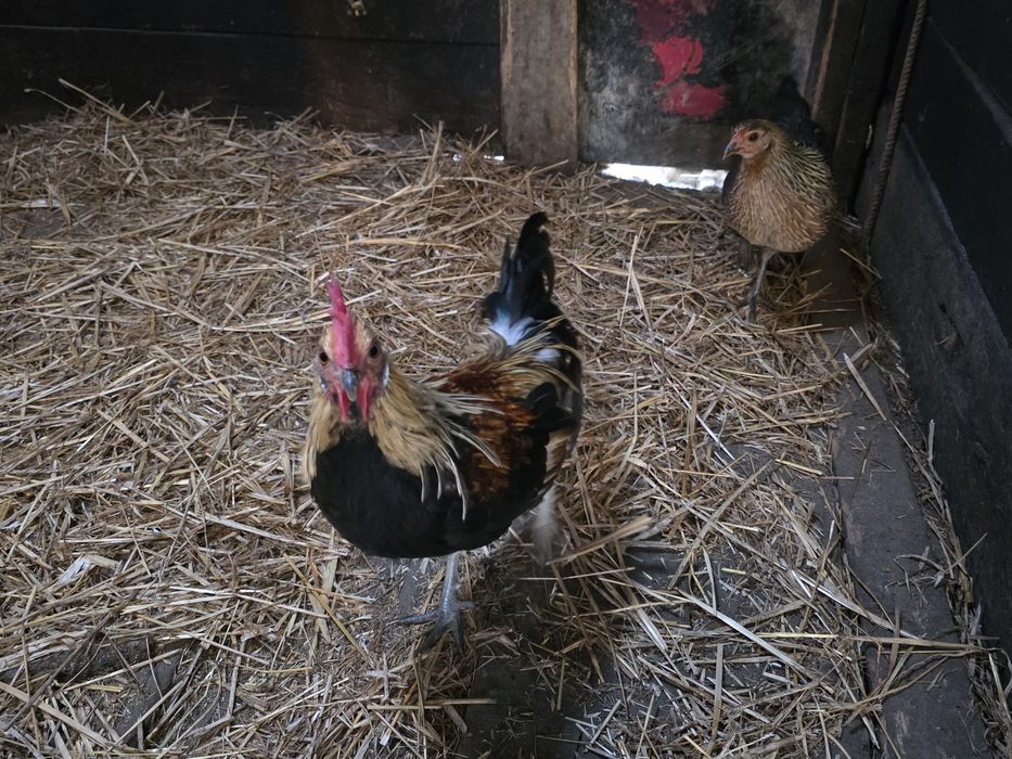 Pereche Phoenix gat galben, gaini