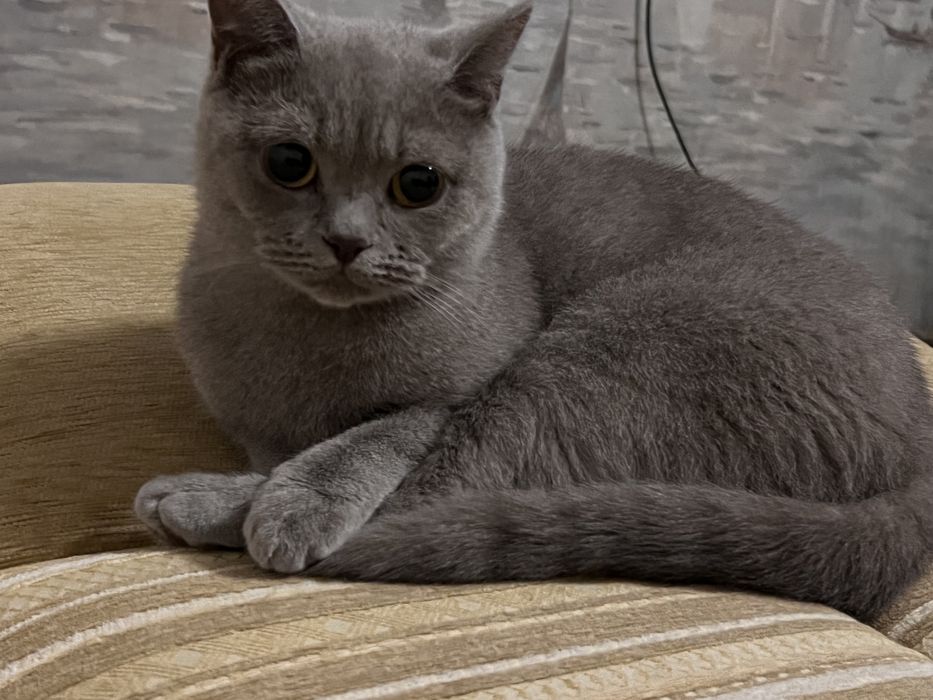Кошка британка