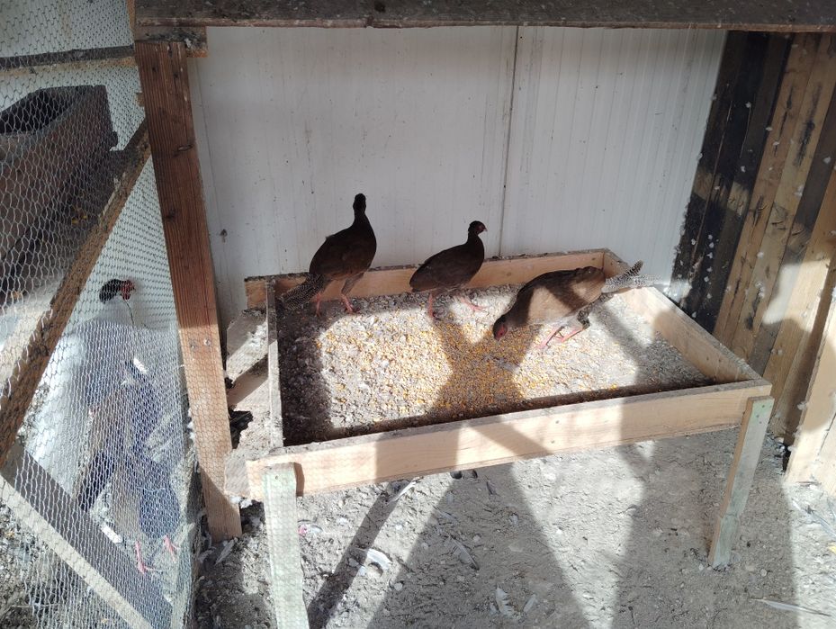 Vând pui fazani argintiu