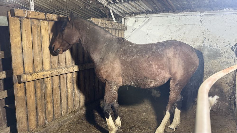 Қанды Айғыр сатылады 5 жасар!