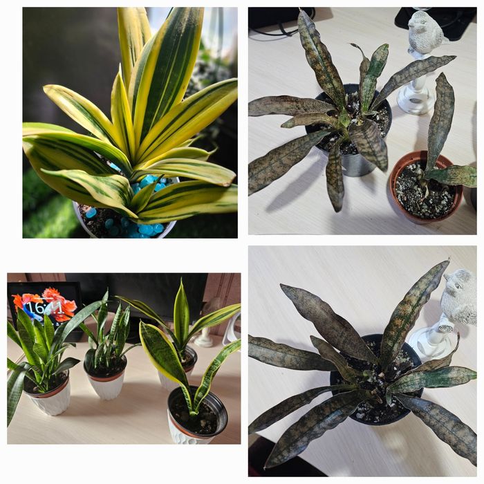 Комнатные цветы. Сансевиерия