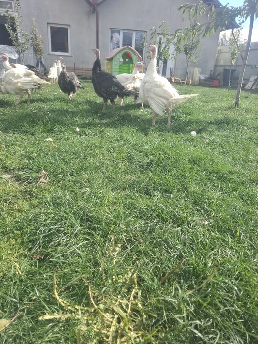 Curcani  de vanzare