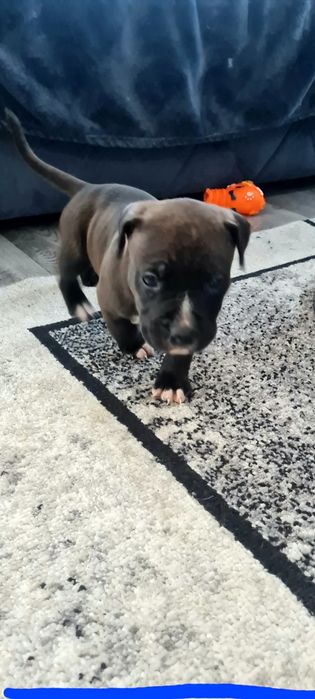 American Staffordshire Terrier