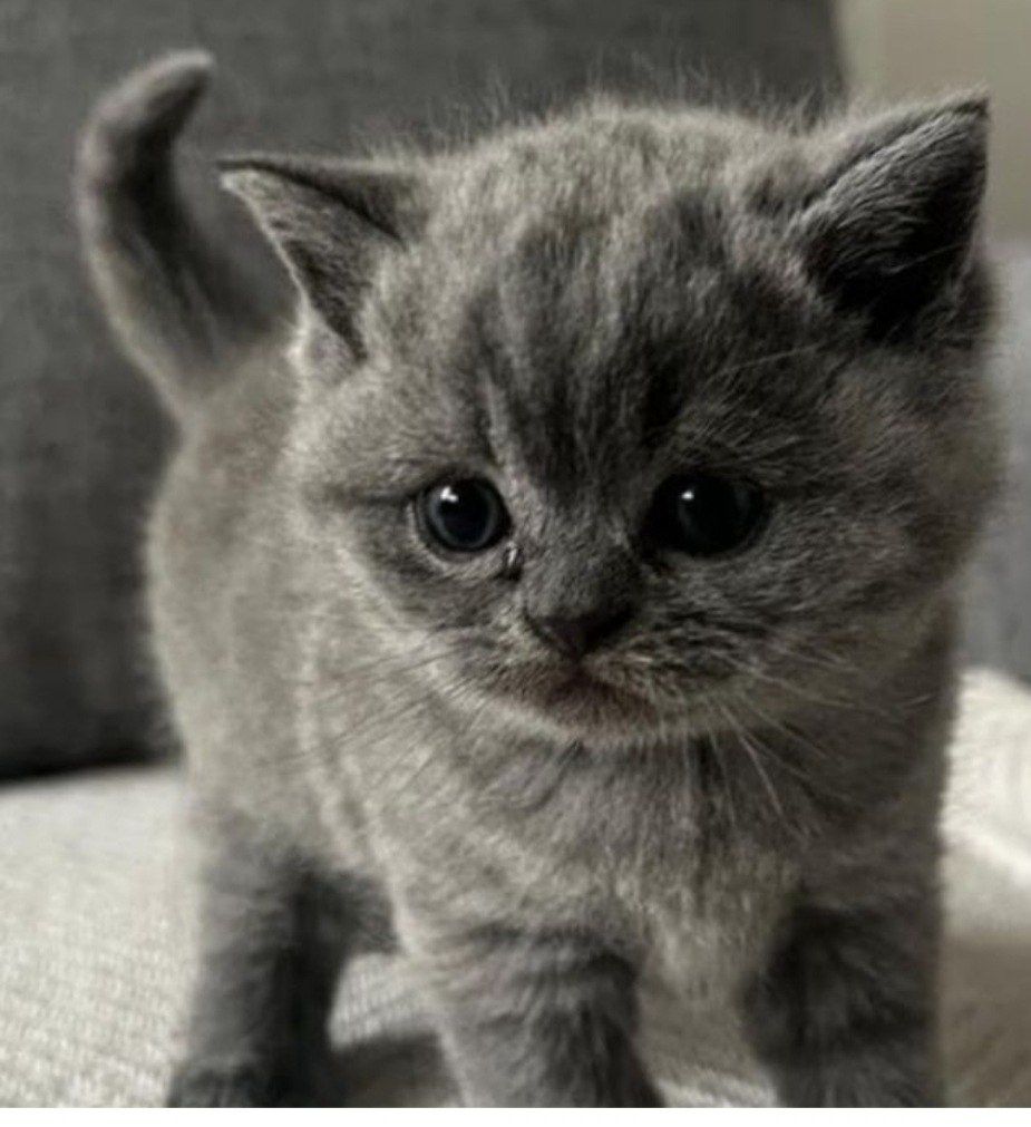 Скотш Страйт мушукча