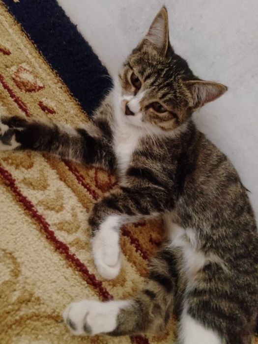 Кошечки маленькие