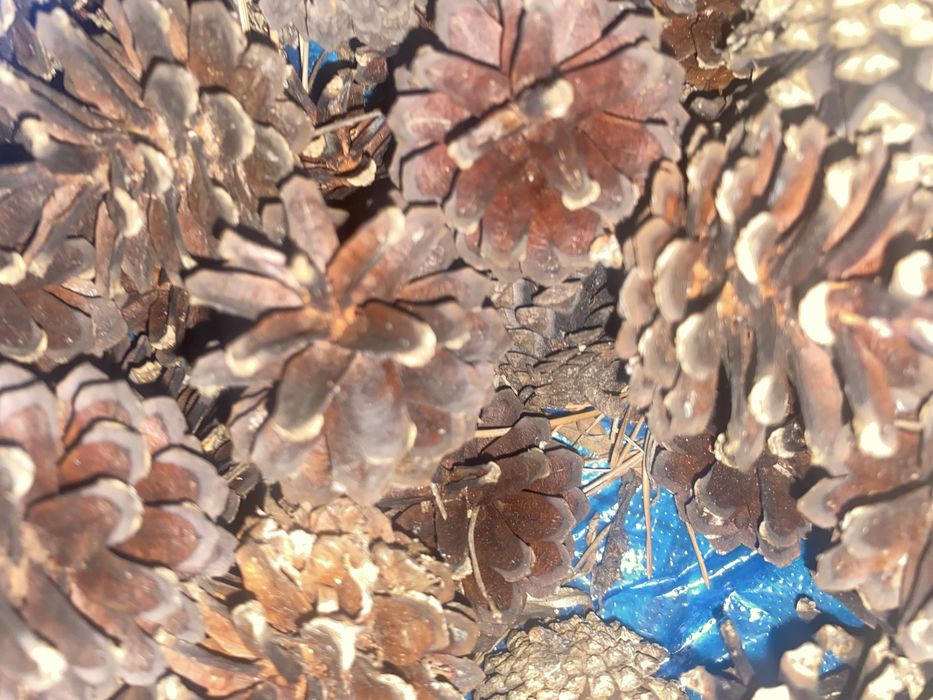 Шишки сосновые для поделок