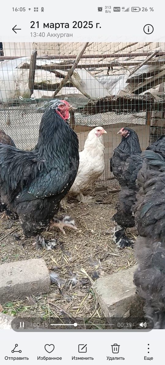 Almaz va mramir tuxumlari sotiladi