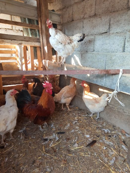 Домашний тауықтар иры денелі обмен индаутка индук