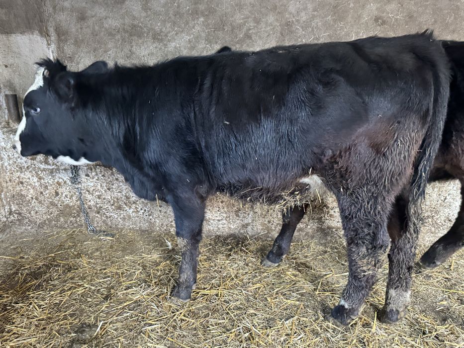 De vanzare vitele angus