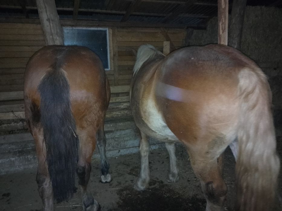 Vând doua mânze tinere și frumoase