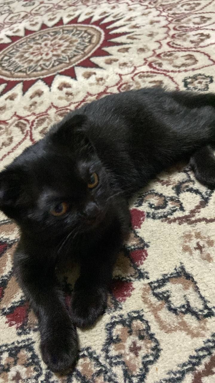 Mushuk sotiladi ayol zotdor mushuk