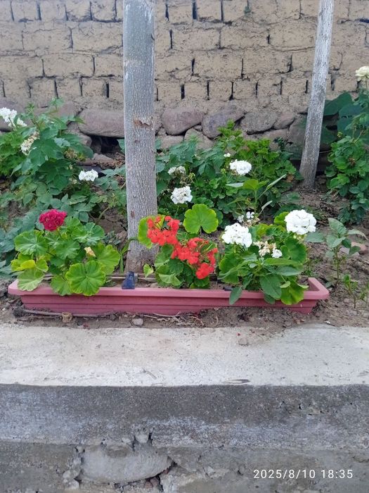 Герань многолетный