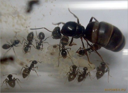 Муравьи разных видов