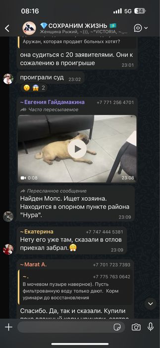 Нашли мопса, астана