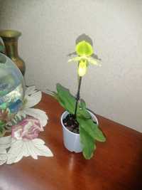 Орхидея Башмак, Паф