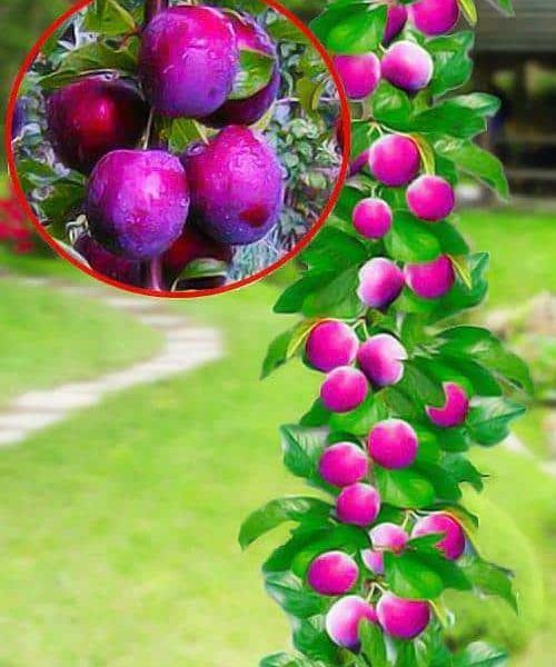 Pomi Fructiferi Columnari (PRUN )