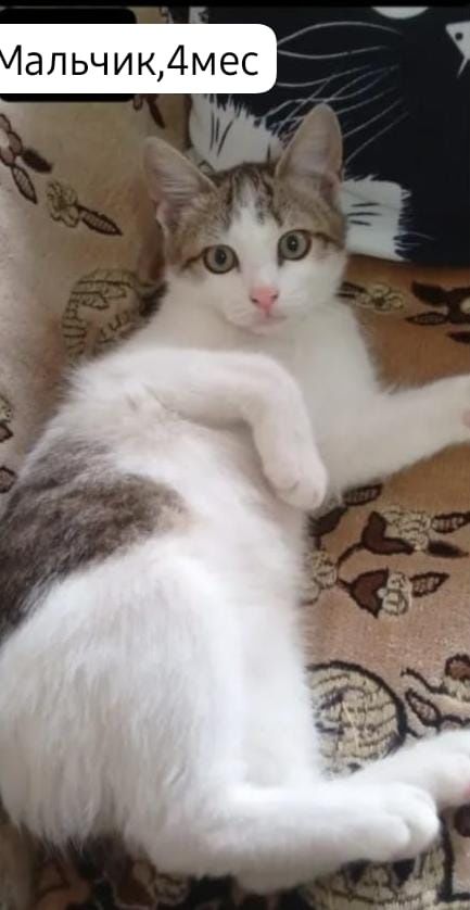 Котята бесплатно