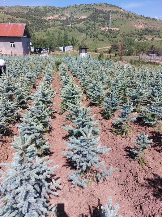 Крымская голубая ель